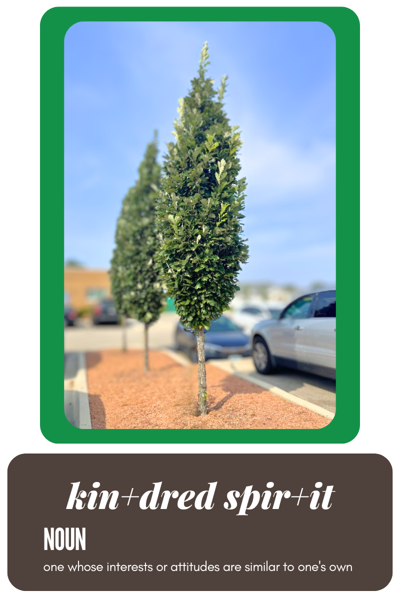 A row of Kindred Spirit Oaks planted together in a parking lot island.